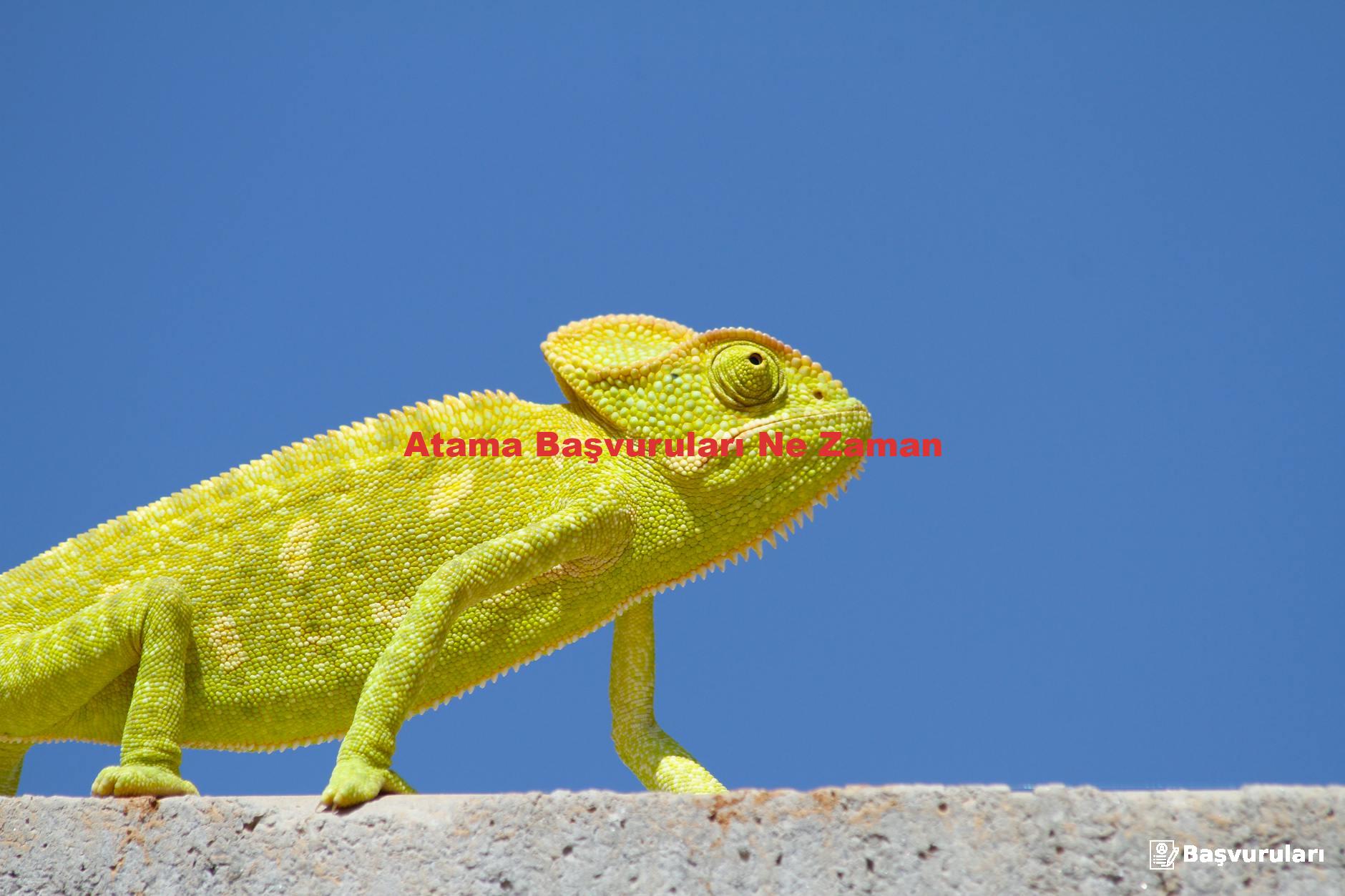 Atama Başvuruları Ne Zaman