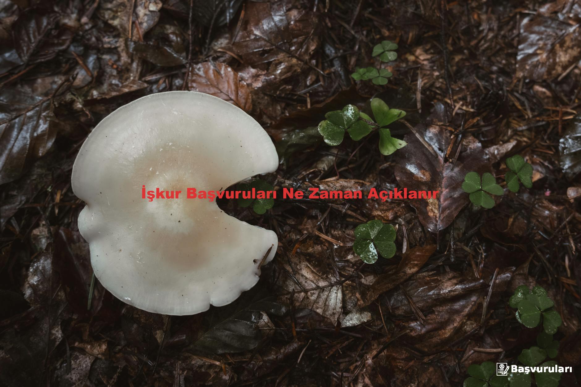 İşkur Başvuruları Ne Zaman Açıklanır