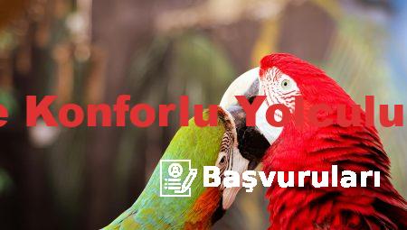 Ara Atkı ile Konforlu Yolculuk Deneyimi